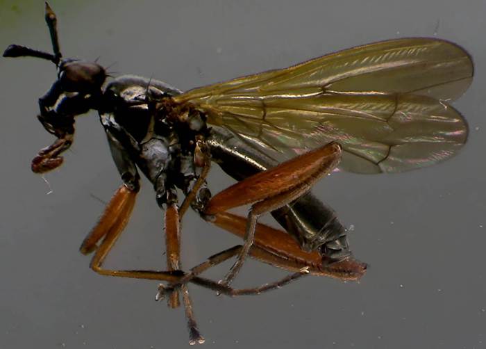 Sepedon sphegea.jpg